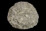 Silurain Fossil Sponge (Astraeospongia) - Tennessee #174238-1